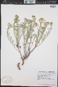 Oenothera serrulata image