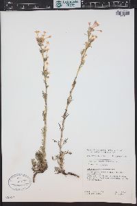 Ipomopsis aggregata image