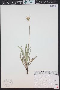 Agoseris parviflora image