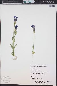 Gentianopsis thermalis image