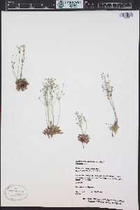 Androsace septentrionalis image