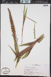 Platanthera aquilonis image