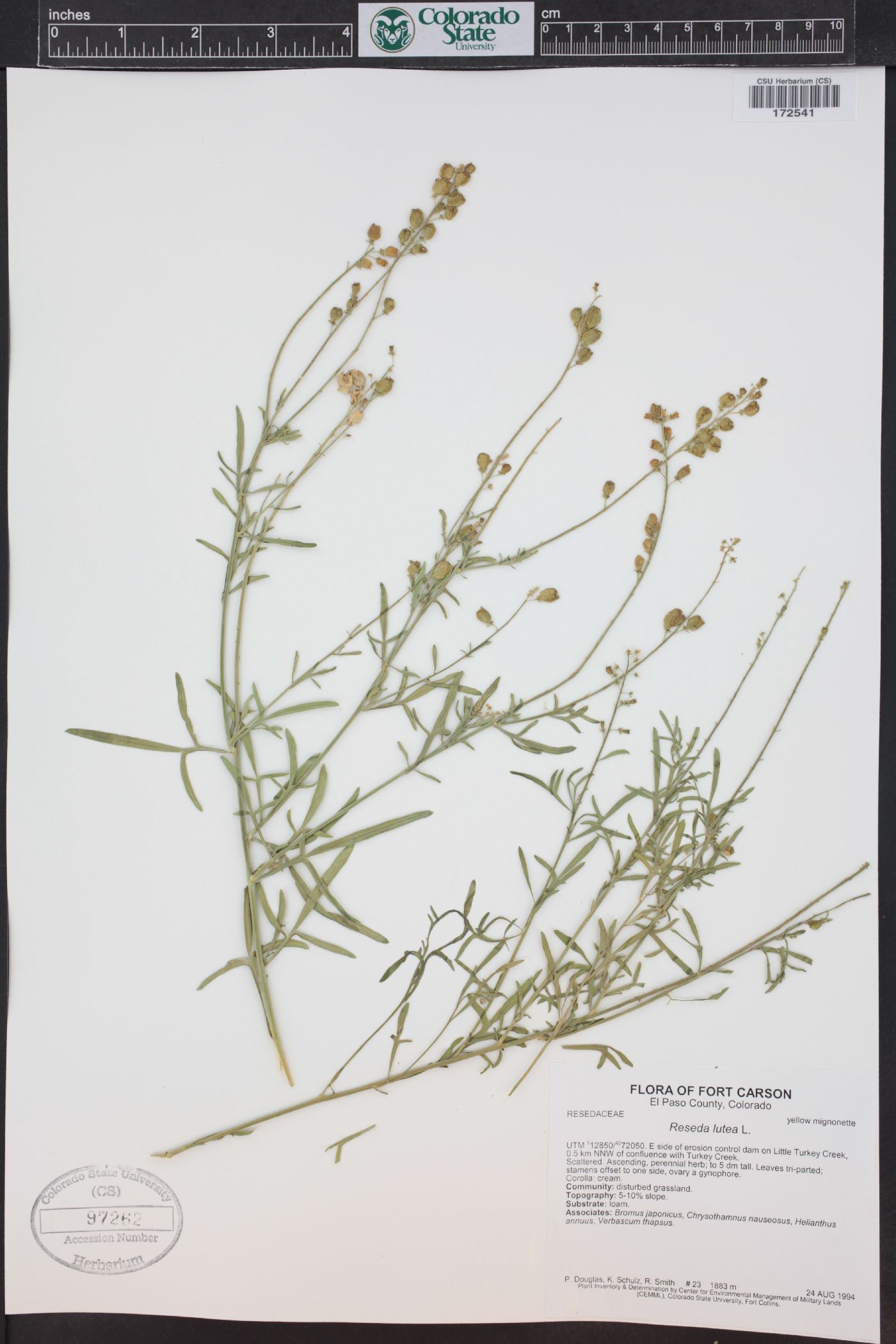 Reseda lutea image