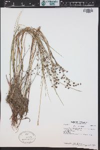 Juncus articulatus image