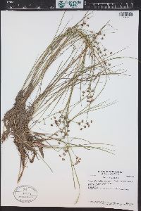 Juncus articulatus image