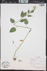 Cardamine cordifolia image