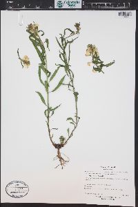 Pedicularis racemosa image