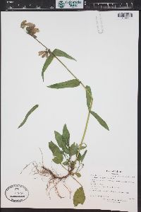 Penstemon whippleanus image