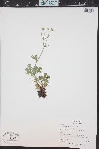 Potentilla diversifolia image