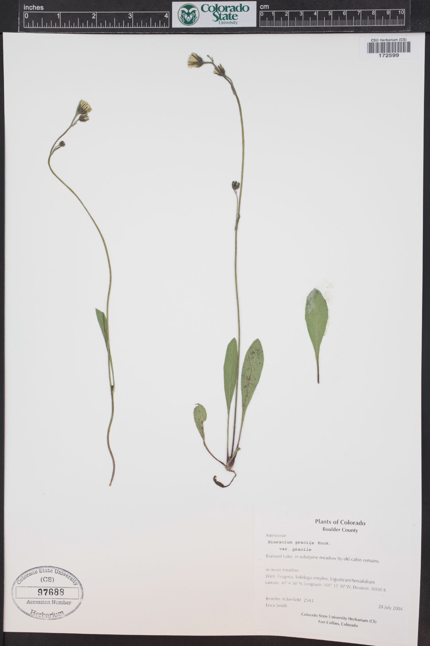 Hieracium triste image