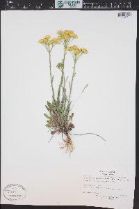 Packera tridenticulata image