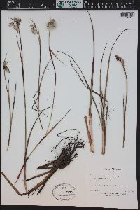 Eriophorum angustifolium image