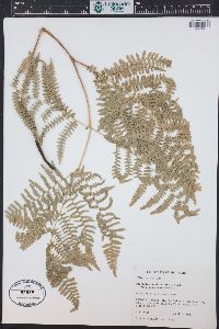 Pteridium aquilinum var. pubescens image