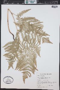 Pteridium aquilinum var. pubescens image