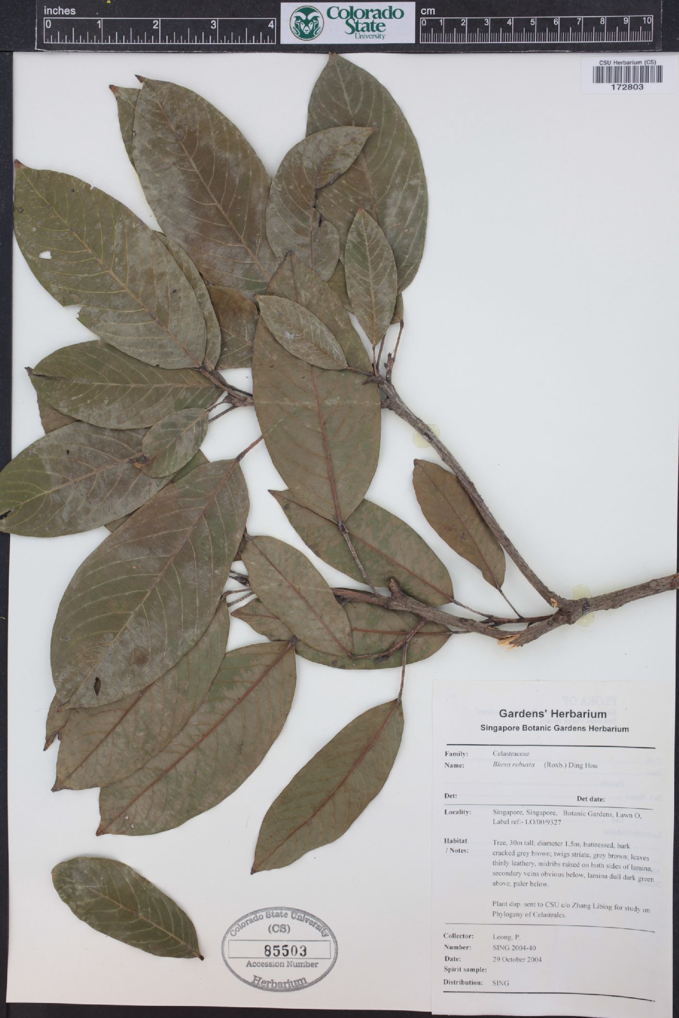 Bhesa image