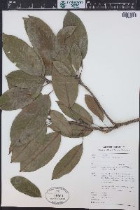 Image of Bhesa robusta