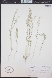 Alyssum simplex image