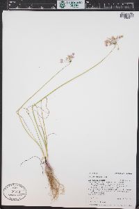 Allium cernuum image