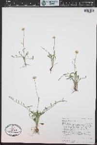 Erigeron flagellaris image