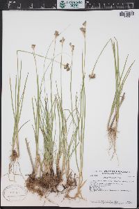 Juncus longistylis image