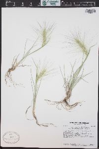 Elymus elymoides subsp. brevifolius image