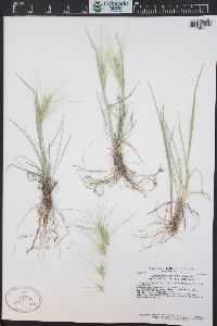 Elymus elymoides subsp. brevifolius image