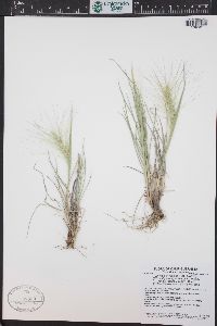 Elymus elymoides subsp. brevifolius image