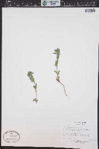 Collomia linearis image