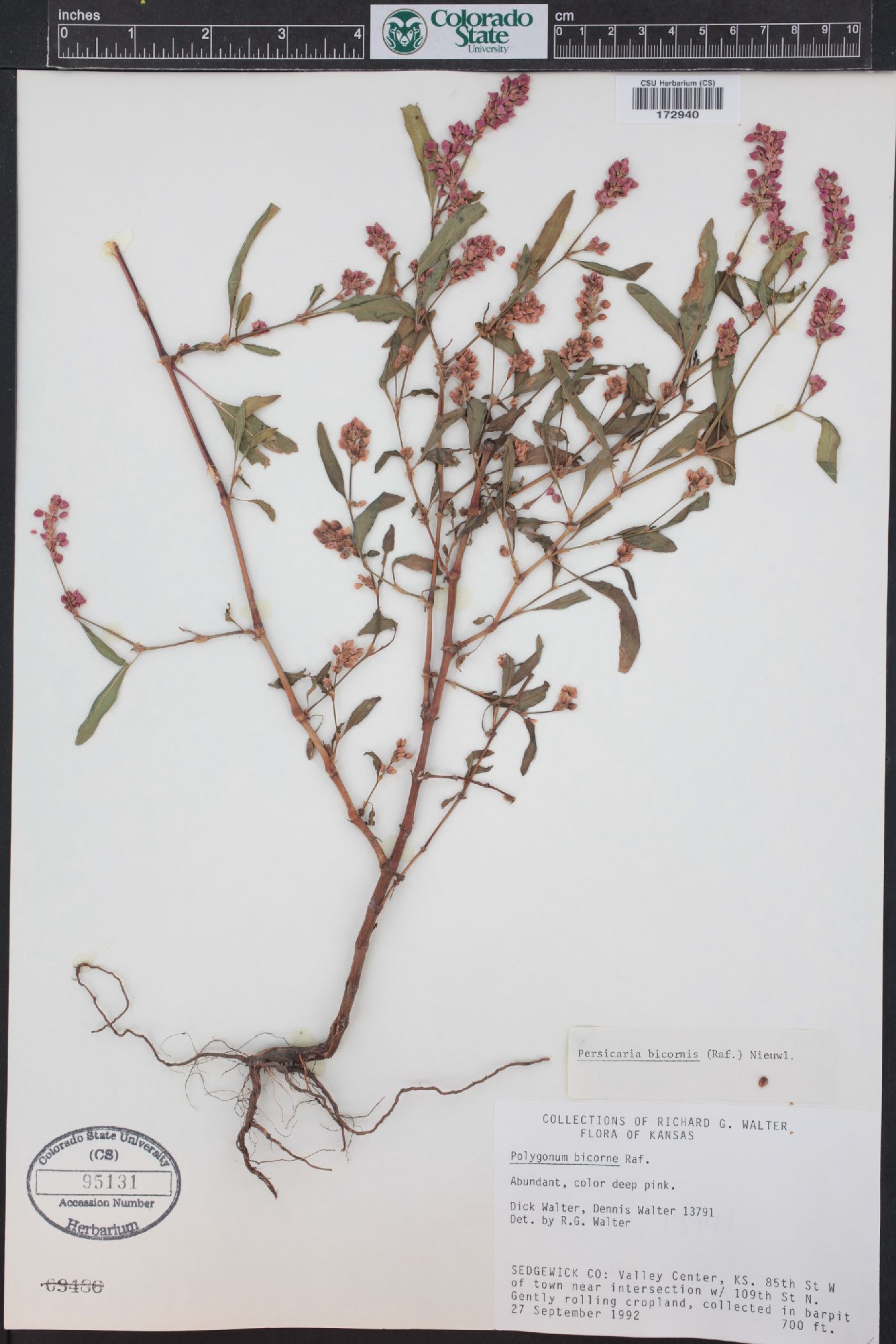 Persicaria bicornis image