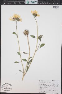 Helianthus petiolaris image