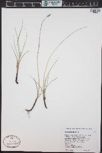 Carex sartwellii image