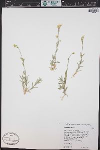 Cerastium arvense subsp. strictum image