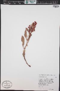 Rumex venosus image