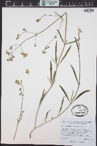 Mirabilis linearis image