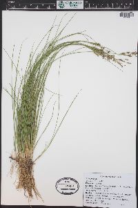 Juncus arcticus image