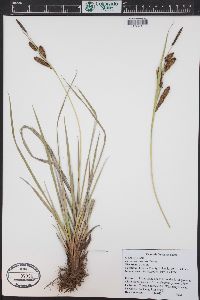 Carex nebrascensis image