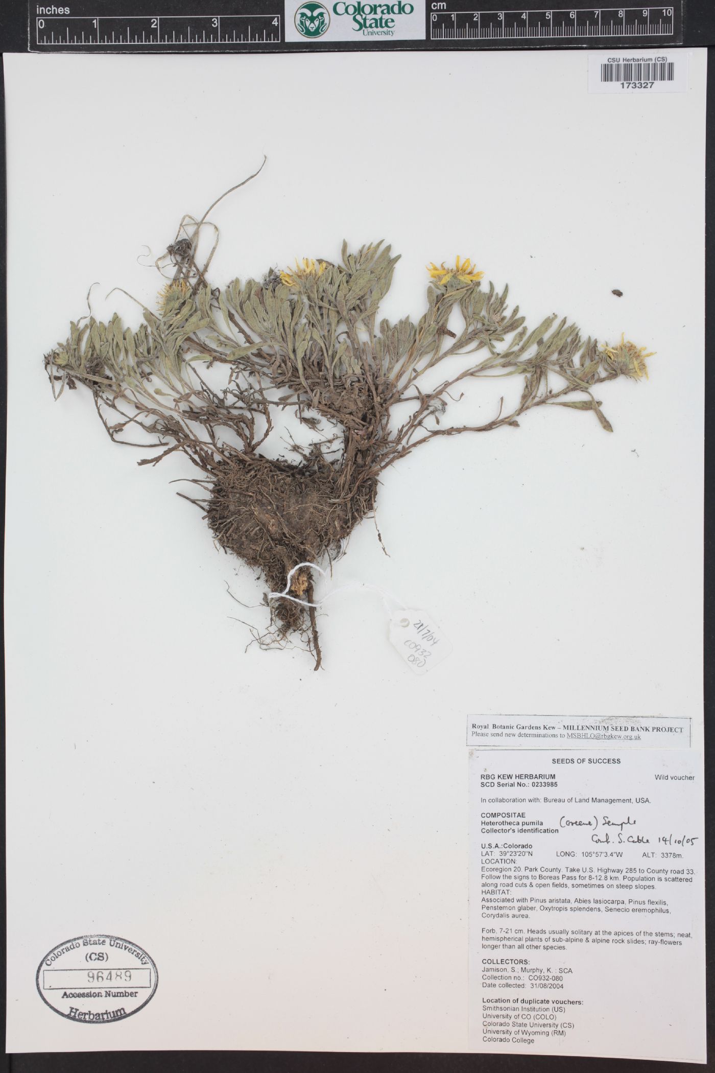 Heterotheca pumila image