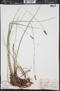 Carex diandra image