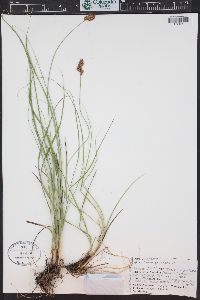 Carex praegracilis image