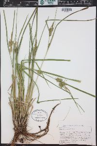 Carex retrorsa image