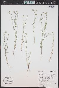 Cryptantha watsonii image