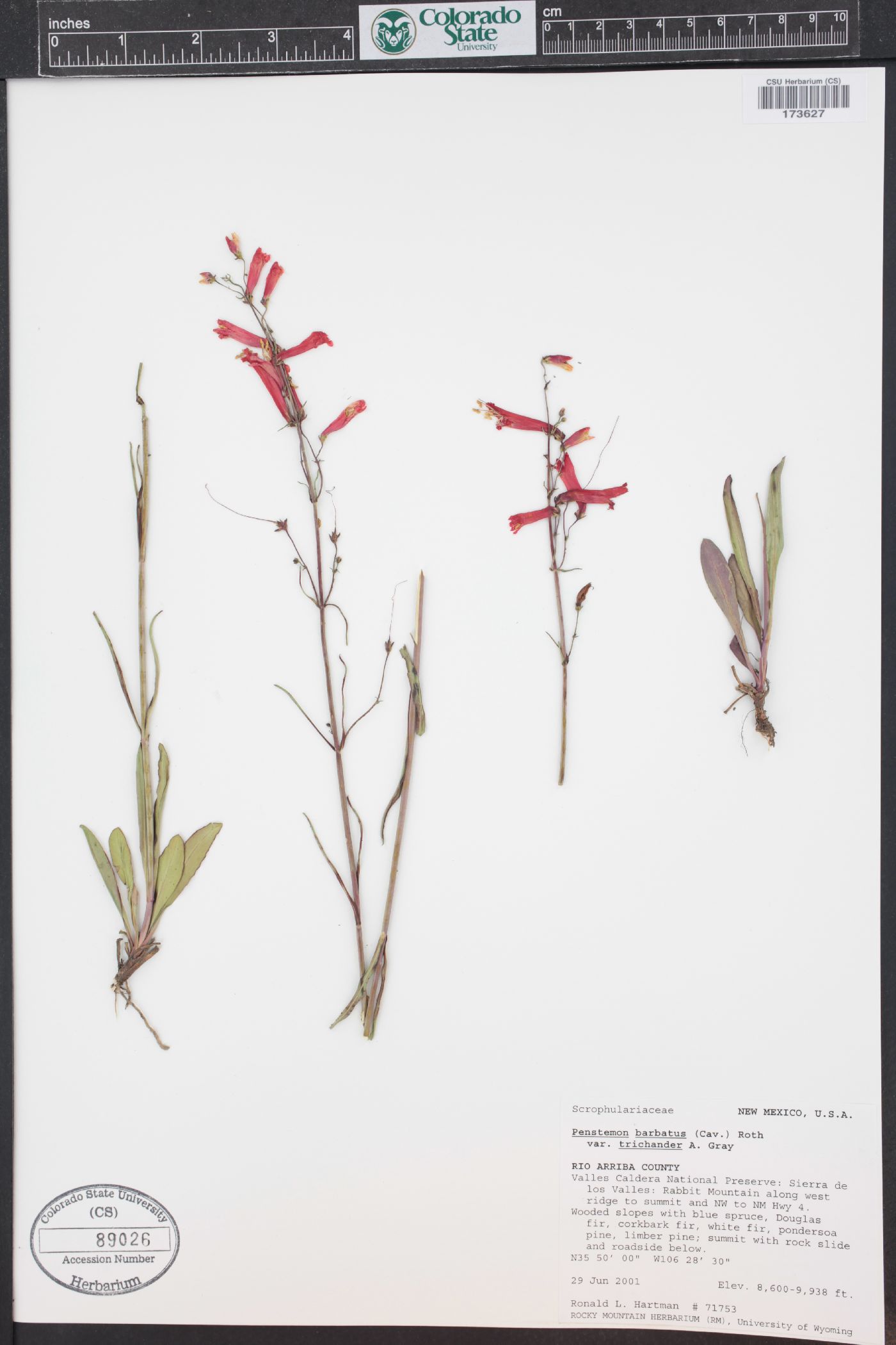 Penstemon barbatus var. trichander image