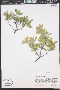 Arctostaphylos pungens image