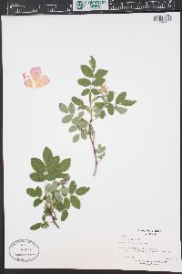 Rosa woodsii image