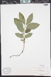 Lonicera involucrata image