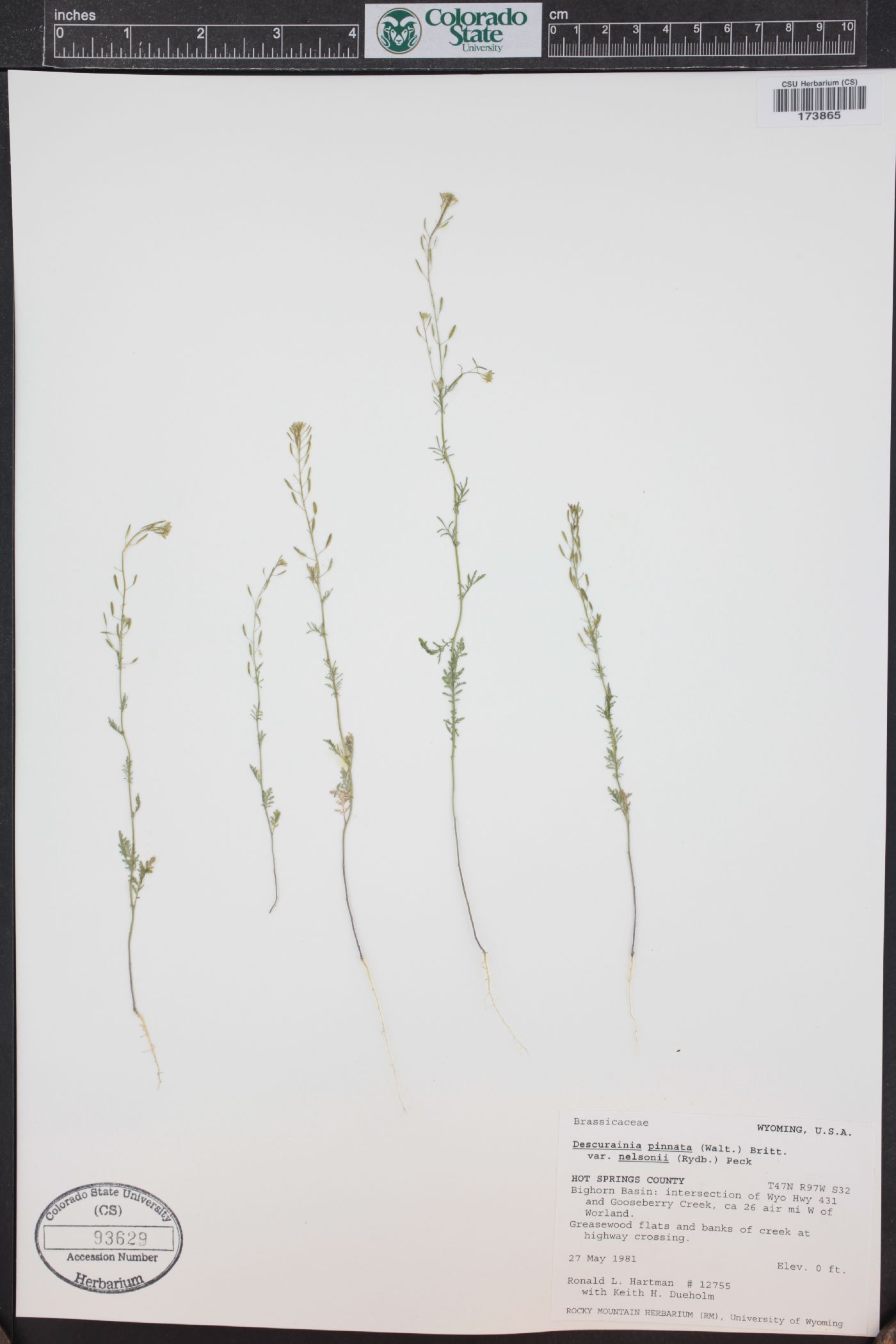 Descurainia nelsonii image