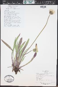 Solidago simplex image