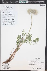 Clematis hirsutissima var. hirsutissima image