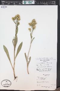 Solidago multiradiata image