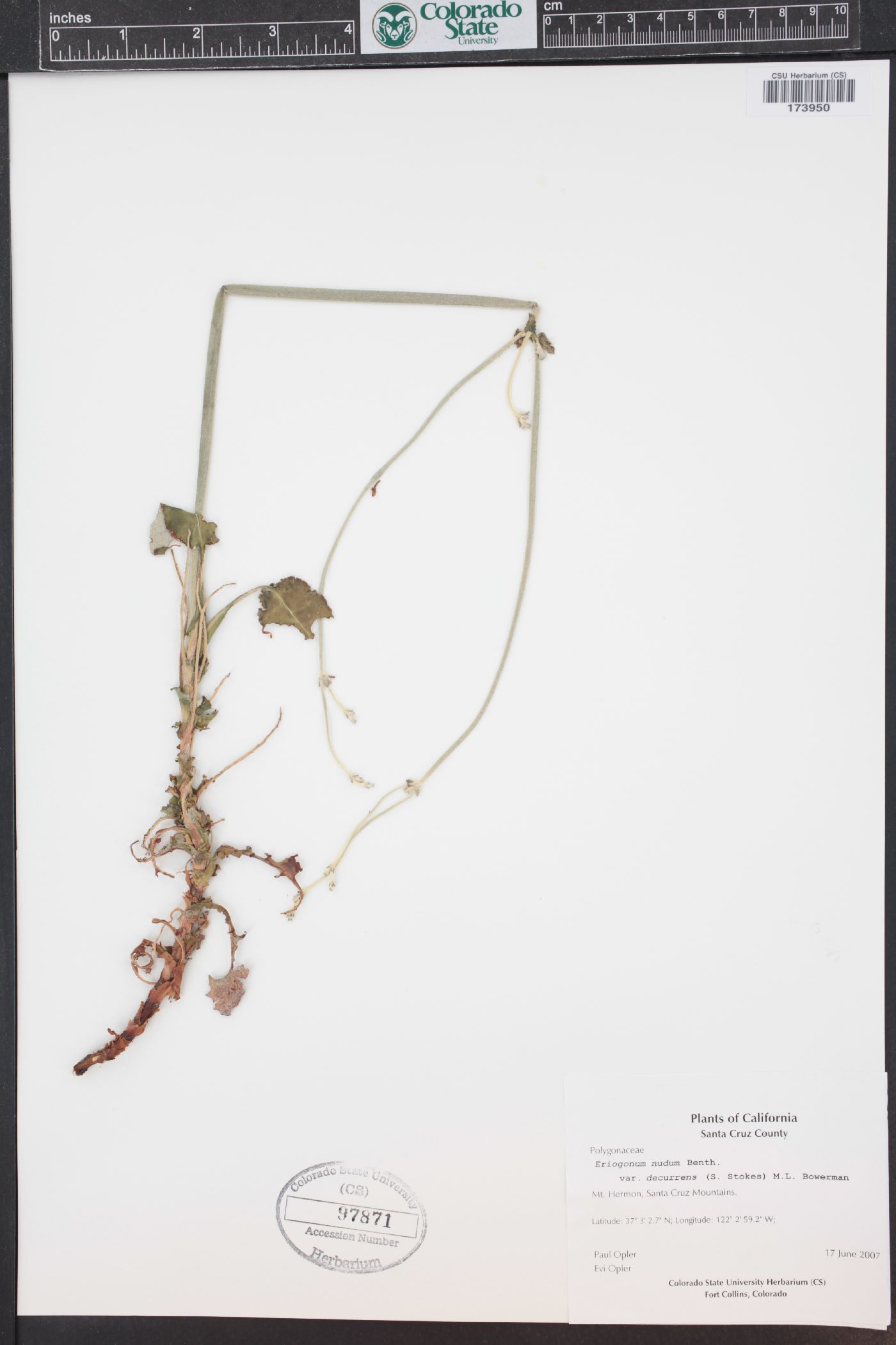 Eriogonum nudum var. decurrens image